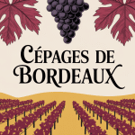 Illustration vignoble cépage bordeaux