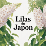 lilas du japon en fleurs jardin illustration