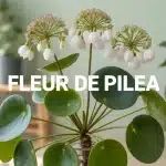 Illustration fleur de pilea avec feuilles rondes et fleurs blanc verdâtre