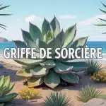 Illustration griffe de sorcière sur littoral méditerranéen