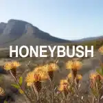 Illustration honeybush buissons fleurs jaunes fynbos