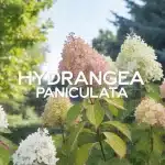 Hydrangea paniculata en pleine floraison dans un jardin moderne