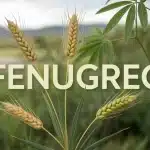 Illustration vectorielle de fenugrec avec graines et feuilles