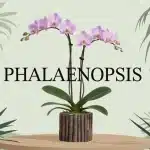 Orchidée Phalaenopsis stylisée avec racines aériennes et pot en écorces