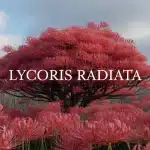 Massif de Lycoris radiata en floraison rouge éclatante sous ciel automnal