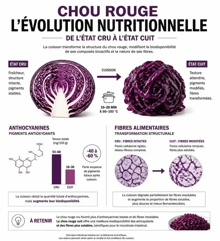 Infographie des bienfaits du chou rouge cuit et évolution nutritionnelle