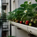 Fraisier dans gouttière avec terreau et fruits rouges sur balcon