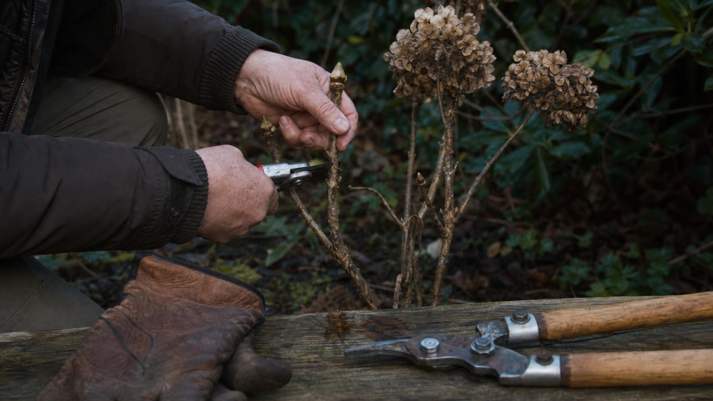 Quand couper hortensia : deux bourgeons sur tige, taille en fin d’hiver avec sécateur