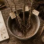 quand planter un arbre fruitier outils et calendrier